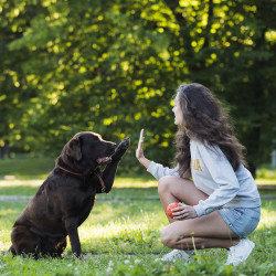 Pension canine à Pacé